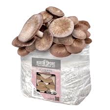 Starter Pack – Complete Mushroom Grow Kit 👉 Most Popular